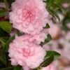 October Magic Pink Perplexion Camellia - 2 Gallon Pot -Garden Plants Shop Caellia Pink Perplexion 500x750 1