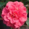 Ack-Scent Fragrant Pink Camellia Japonica - 1 Gallon Pot -Garden Plants Shop Camellia Ack Scent JW 1