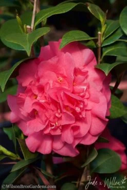 Ack-Scent Fragrant Pink Camellia Japonica - 3 Gallon Pot -Garden Plants Shop Camellia Ack Scent JW 2 1