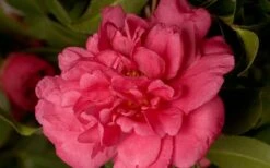 Alabama Beauty Camellia Sasanqua - 1 Gallon Pot -Garden Plants Shop Camellia Alabama Beauty 50