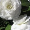 Alba Plena Camellia Japonica - 7 Gallon Pot (3-4') -Garden Plants Shop Camellia Alba Plena 500x750 1