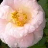 April Blush Cold Hardy Pink Camellia Japonica - 1 Gallon Pot -Garden Plants Shop Camellia April Blush 2