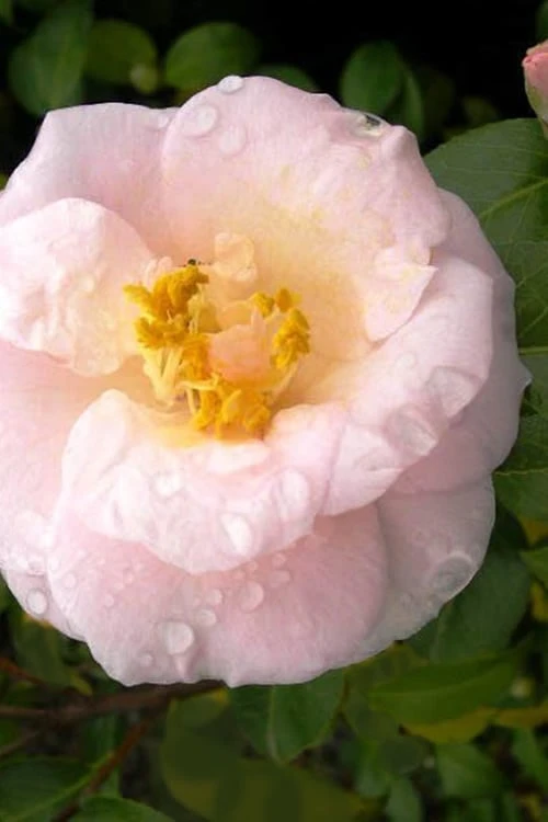 April Blush Cold Hardy Pink Camellia Japonica - 1 Gallon Pot 3 April Blush Cold Hardy Pink Camellia Japonica - 1 Gallon Pot