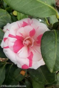 April Dawn Cold Hardy Camellia Japonica - 5 Gallon Pot -Garden Plants Shop Camellia April Dawn 10