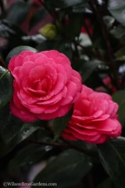April Dawn Cold Hardy Camellia Japonica - 5 Gallon Pot -Garden Plants Shop Camellia April Dawn 20