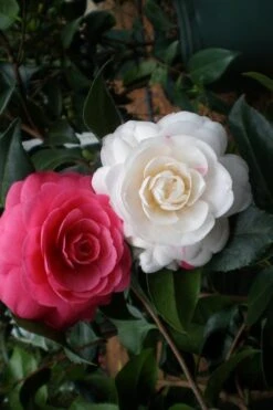 April Dawn Cold Hardy Camellia Japonica - 5 Gallon Pot -Garden Plants Shop Camellia April Dawn 21