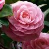 April Pink Cold Hardy Camellia Japonica - 1 Gallon Pot -Garden Plants Shop Camellia April Pink 1