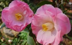 April Remembered Cold Hardy Pink Camellia Japonica - 1 Gallon Pot 9 April Remembered Cold Hardy Pink Camellia Japonica - 1 Gallon Pot -Garden Plants Shop Camellia April Remembered 1
