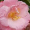April Remembered Cold Hardy Pink Camellia Japonica - 1 Gallon Pot -Garden Plants Shop Camellia April Remembered 1 500x750 1