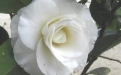 April Snow Camellia Japonica - 3 Gallon Pot 13 April Snow Camellia Japonica - 3 Gallon Pot -Garden Plants Shop Camellia April Snow 1 1