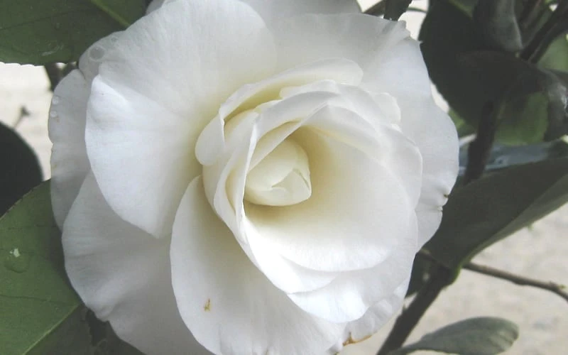 April Snow Camellia Japonica - 1 Gallon Pot 8 April Snow Camellia Japonica - 1 Gallon Pot - Image 6