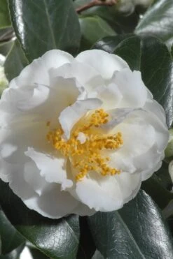 April Snow Camellia Japonica - 3 Gallon Pot 11 April Snow Camellia Japonica - 3 Gallon Pot -Garden Plants Shop Camellia April Snow 13 1