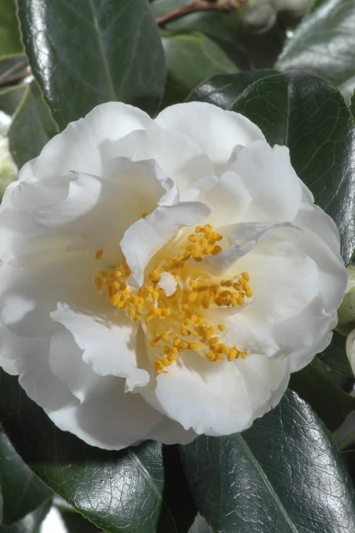 April Snow Camellia Japonica - 3 Gallon Pot 6 April Snow Camellia Japonica - 3 Gallon Pot - Image 4