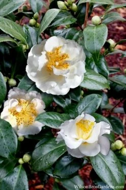 April Snow Camellia Japonica - 1 Gallon Pot 12 April Snow Camellia Japonica - 1 Gallon Pot -Garden Plants Shop Camellia April Snow 14