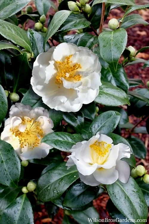 April Snow Camellia Japonica - 1 Gallon Pot 7 April Snow Camellia Japonica - 1 Gallon Pot - Image 5