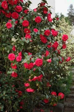 April Tryst Camellia Japonica - 7 Gallon Pot (3-4') 10 April Tryst Camellia Japonica - 7 Gallon Pot (3-4') -Garden Plants Shop Camellia April Tryst 2