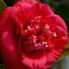 April Tryst Camellia Japonica - 7 Gallon Pot (3-4') -Garden Plants Shop Camellia April Tryst 3