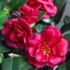 Bella Rouge Camellia Sasanqua | 1 Gallon Pot -Garden Plants Shop Camellia Bella Rouge 10