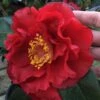 Bob Hope Camellia Japonica - 1 Gallon Pot -Garden Plants Shop Camellia Bob Hope 1