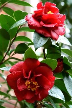 Bob Hope Camellia Japonica - 1 Gallon Pot -Garden Plants Shop Camellia Bob Hope 3