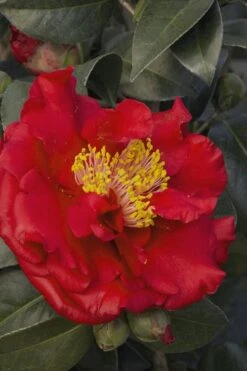 Bob Hope Camellia Japonica - 1 Gallon Pot -Garden Plants Shop Camellia Bob Hope 5