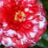 Bobbie Fain Red & White Variegated Camellia Japonica - 1 Gallon Pot -Garden Plants Shop Camellia Bobby Fain 1