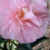 Cotton Candy Camellia Sasanqua - 3 Gallon Pot -Garden Plants Shop Camellia Cotton Candy 500x750 1