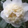 Fifth Avenue White Camellia Japonica - 3 Gallon Pot -Garden Plants Shop Camellia Fifth Avenue