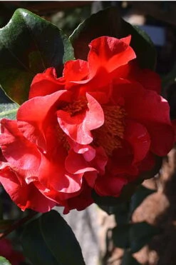 Frank Brownlee Camellia - 3 Gallon Pot 10 Frank Brownlee Camellia - 3 Gallon Pot -Garden Plants Shop Camellia Frank Brownlee 2