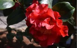 Frank Brownlee Camellia - 3 Gallon Pot 11 Frank Brownlee Camellia - 3 Gallon Pot -Garden Plants Shop Camellia Frank Brownlee 3