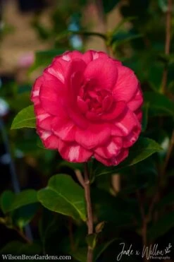 Glen 40 Camellia Japonica - 3 Gallon Pot -Garden Plants Shop Camellia Glen 40 JW 1