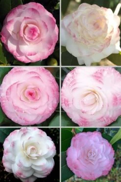 Grace Albritton Camellia Japonica - 1 Gallon Pot -Garden Plants Shop Camellia Grace Albritton 4