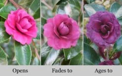 Green's Blues Dwarf Camellia Sasanqua - 1 Gallon Pot -Garden Plants Shop Camellia Greens Blues 10