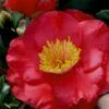 Gunsmoke Camellia Japonica - 3 Gallon Pot -Garden Plants Shop Camellia Gunsmoke 8
