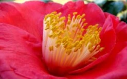 Gunsmoke Camellia Japonica - 3 Gallon Pot -Garden Plants Shop Camellia Gunsmoke Closeup Flower 3