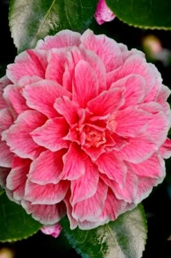 Brilliant Gem Fragrant Camellia Japonica - Herme - 3 Gallon Pot -Garden Plants Shop Camellia Hermes 6