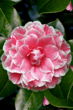 Brilliant Gem Fragrant Camellia Japonica - Herme - 3 Gallon Pot -Garden Plants Shop Camellia Herrmes 4