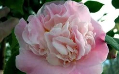 High Fragrance Camellia TREE FORM - 3 Gallon Pot -Garden Plants Shop Camellia High Fragrance 5
