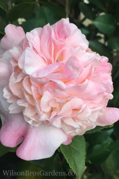 High Fragrance Camellia Hybrid - 3 Gallon Pot 3 High Fragrance Camellia Hybrid - 3 Gallon Pot