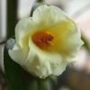 Kicho Yellow Camellia Japonica - 3 Gallon Pot -Garden Plants Shop Camellia Kicho 1