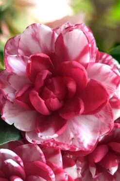 Kiku-Toji Camellia Japonica - 3 Gallon Pot -Garden Plants Shop Camellia Kiku Toji 1