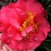 Kramers Supreme Red Double Camellia Japonica - 2 Gallon Pot -Garden Plants Shop Camellia Kramers Supreme 11