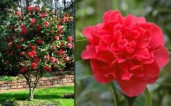 Kramers Supreme Red Double Camellia Japonica - 2 Gallon Pot -Garden Plants Shop Camellia Kramers Supreme 2