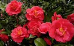 Kramers Supreme Red Double Camellia Japonica - 2 Gallon Pot -Garden Plants Shop Camellia Kramers Supreme 52