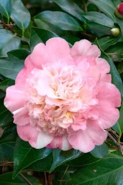 Look Again Camellia Japonica - 1 Gallon Pot -Garden Plants Shop Camellia Look Again 1