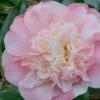 Look Again Camellia Japonica - 3 Gallon Pot -Garden Plants Shop Camellia Look Again 2 1