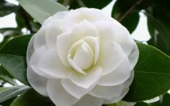 Morning Glow Camellia Japonica - 3 Gallon Pot -Garden Plants Shop Camellia Morning Glow 800x500 1