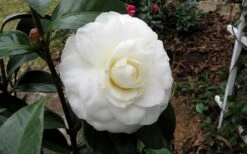 Morning Glow Camellia Japonica - 3 Gallon Pot -Garden Plants Shop Camellia Morning Glow 9