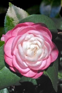 October Affair Camellia Japonica - 1 Gallon Pot -Garden Plants Shop Camellia October Affair 1