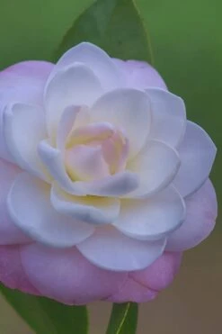 October Affair Camellia Japonica - 1 Gallon Pot -Garden Plants Shop Camellia October Affair 6